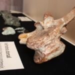 Castelló exposición dinosaurios en Planetario