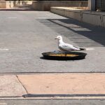 Paellas Grao Sant Pere 2019 (65)