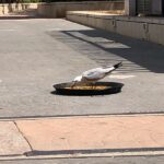 Paellas Grao Sant Pere 2019 (66)