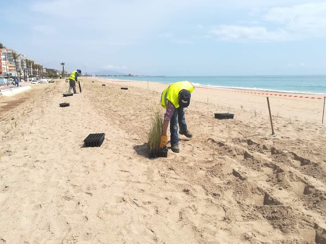 RESTAURACION SISTEMA DUNAR PLAYA NORTE PEÑISCOLA 2
