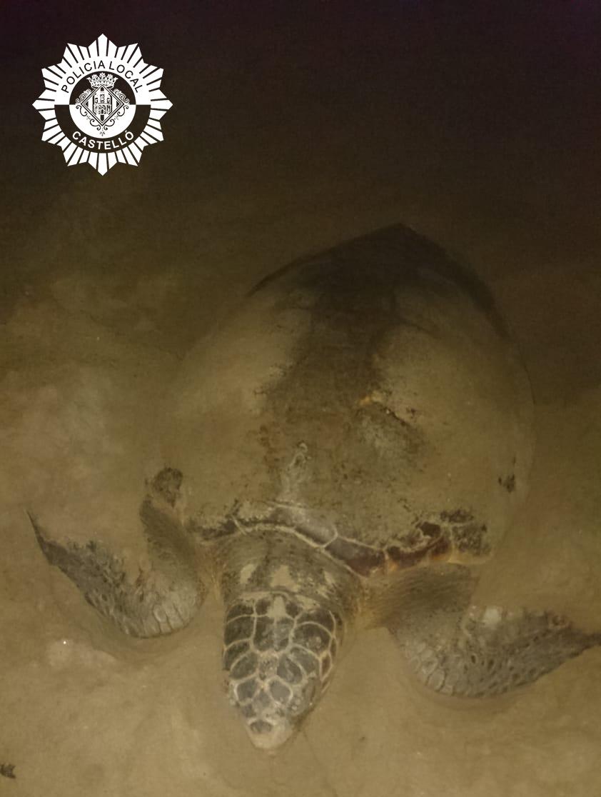 Tortuga boba en Playa Serradal 1