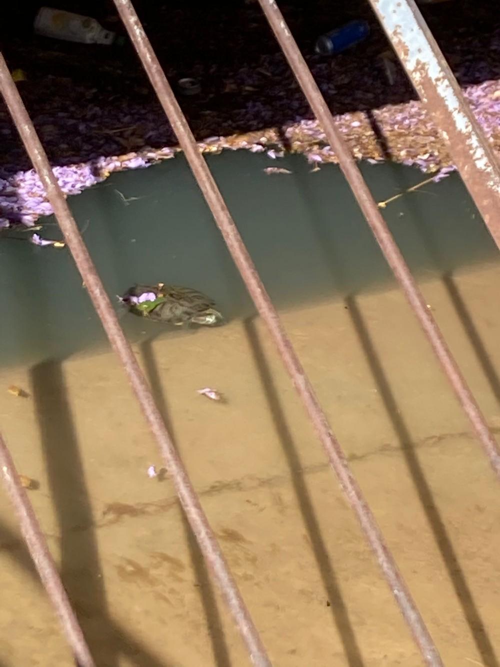 Imagen de la tortuga el primer día que fue vista