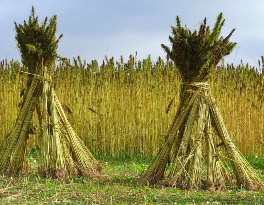cañamo-secando (Castellón en Ruta)
