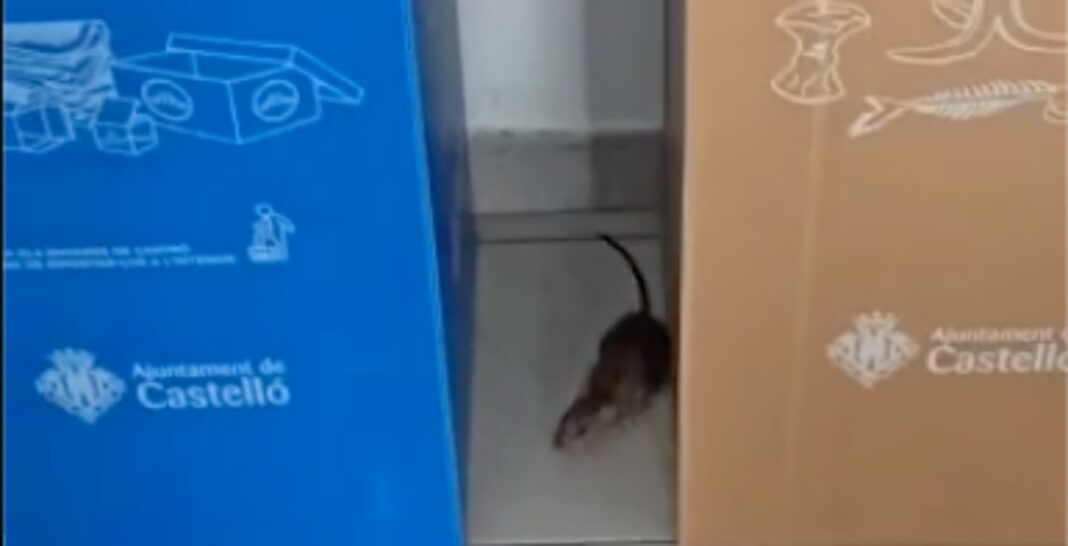 Policía Local Castellón