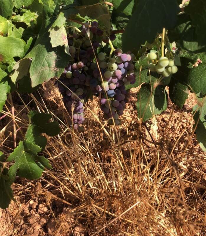 ava asaja ayudas agricultura