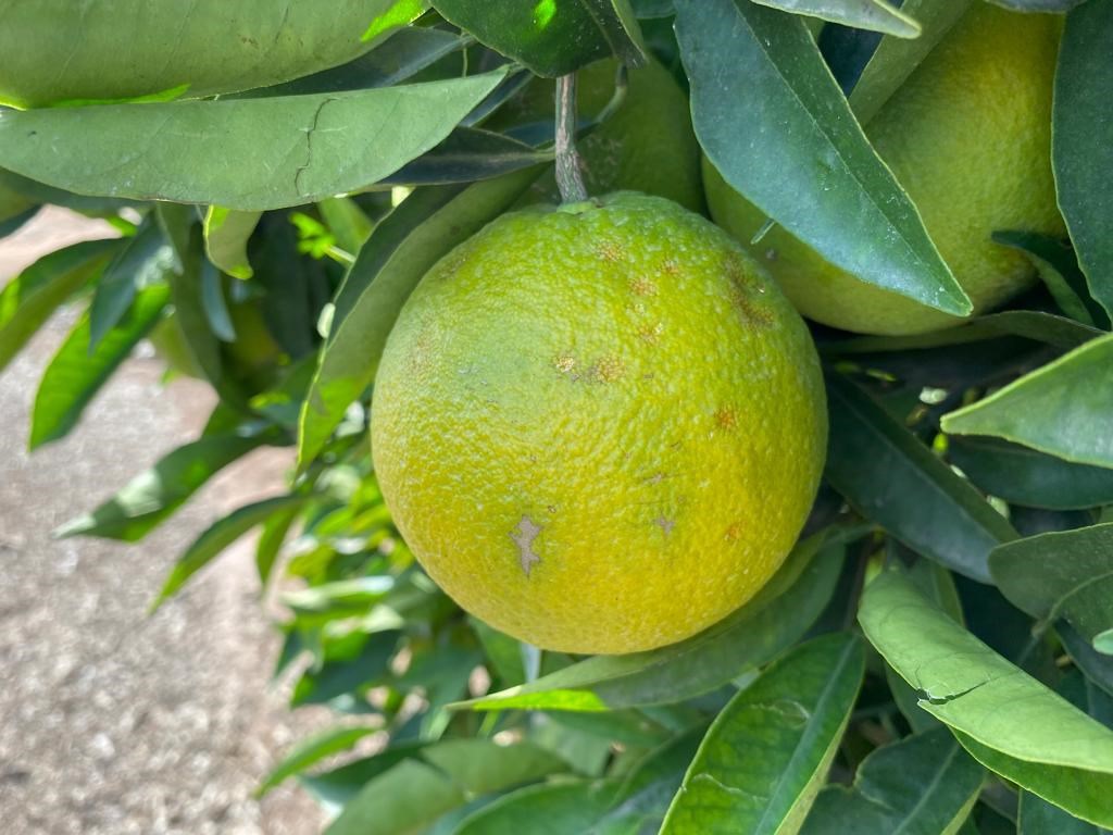 daños ocasionados dana