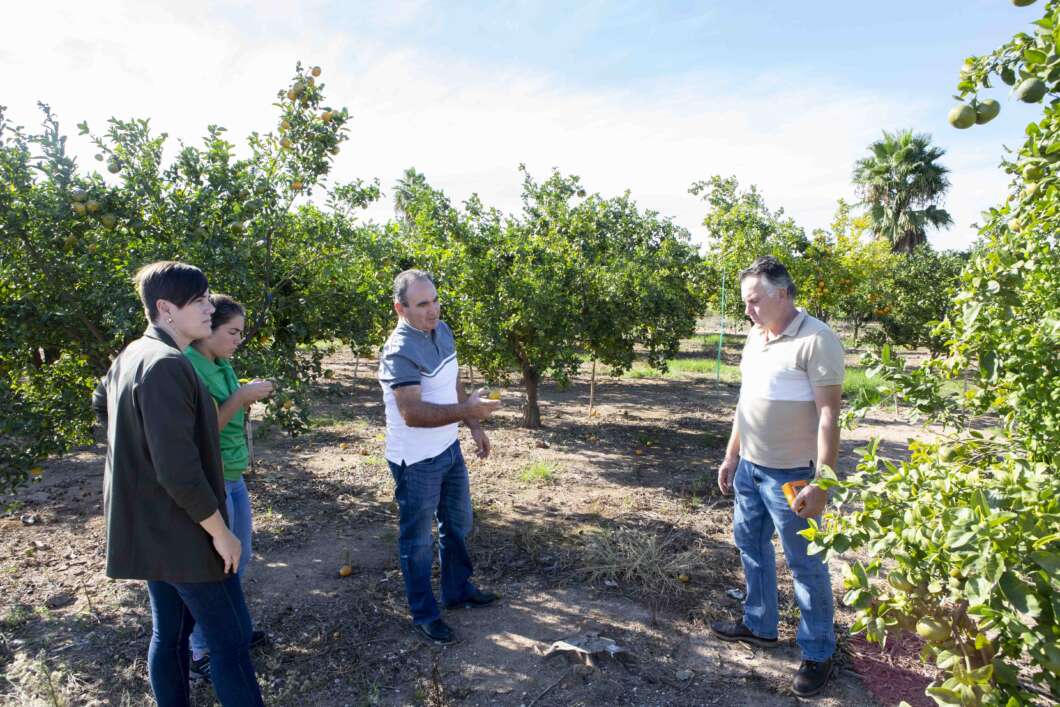 les alqueries citrics cotonet