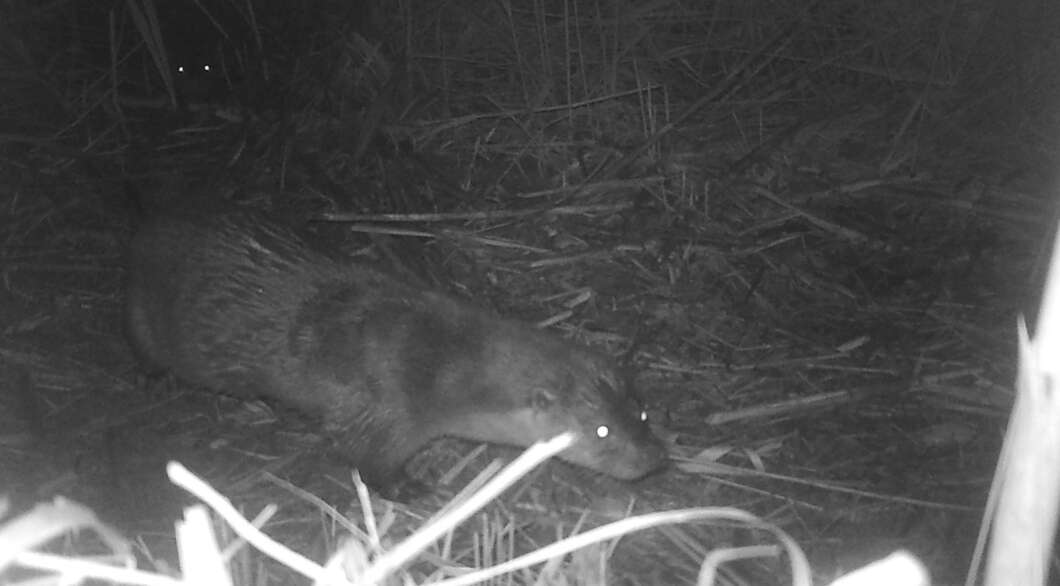 nutria desembocadura riu millars