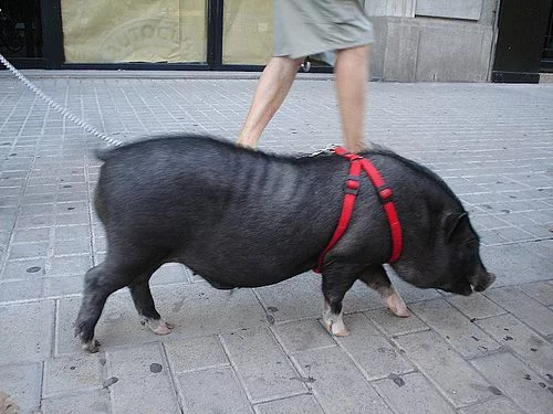 porcs vietnamites castellon