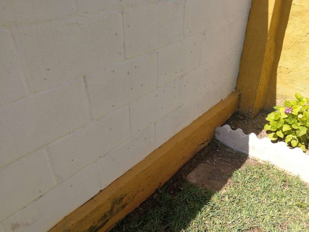 Marjalería de Castelló mosquitos