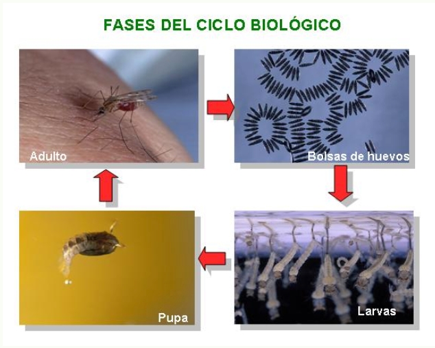 Ciclo biológico Mosquitos