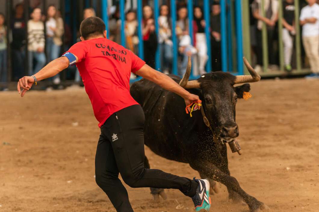 pascua taurina alcora (3)