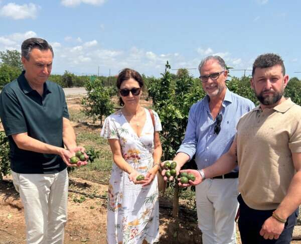 burriana consell agrari zona catastrofica