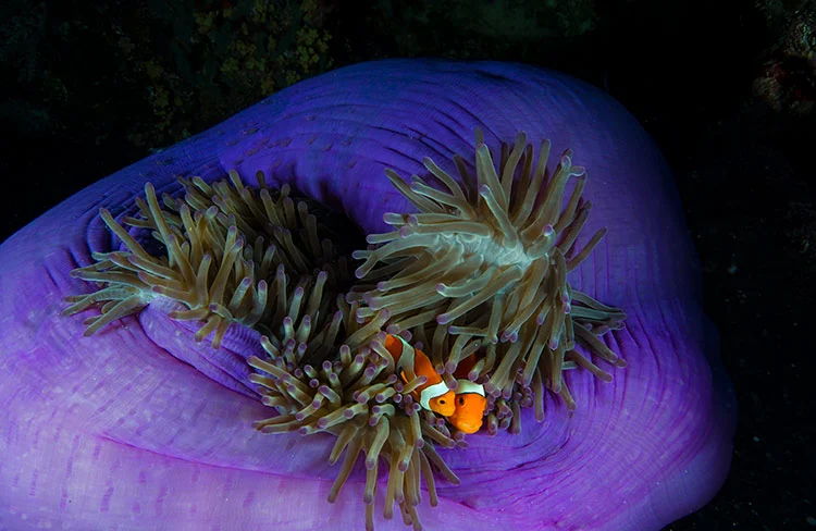 exposición de fotografías National Geographic Colores del Mundo- la Caixa 2025