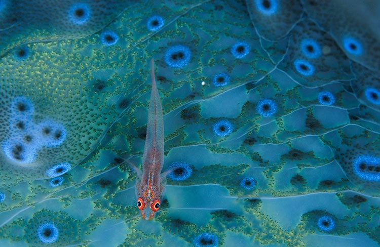 exposición de fotografías National Geographic Colores del Mundo- la Caixa 2025