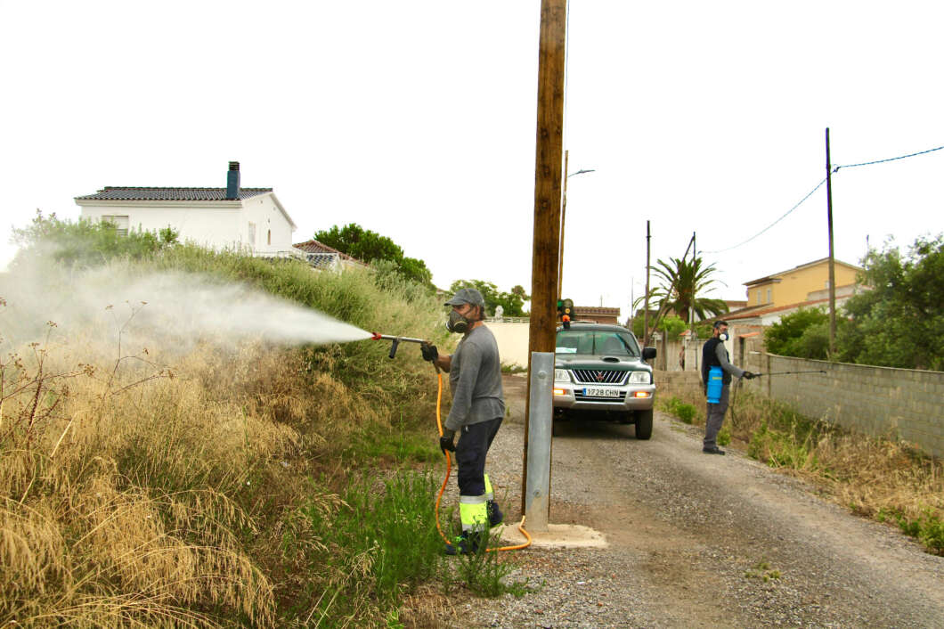 Castellón refuerza el plan anti-mosquitos con actuaciones en el Grao y la Marjalería