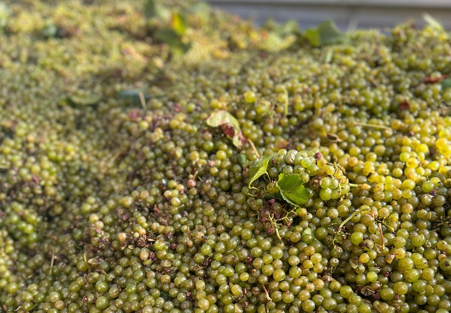 Ava-asaja alerta de un desplome del 50% en los precios de la uva para cava