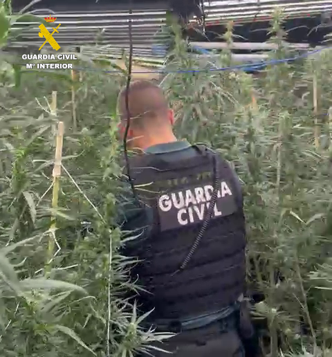 La Guardia Civil desmantela en Burriana una macroplantación de marihuana