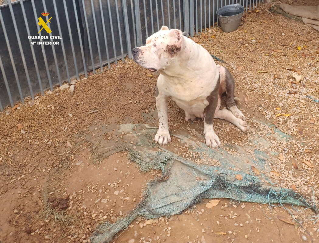 El Seprona investiga a un hombre por maltrato a once perros en Benicarló