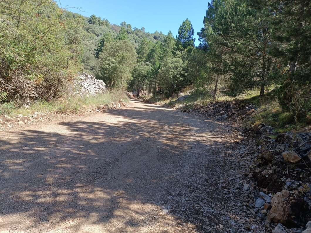pista forestal cap al bosc de palomita