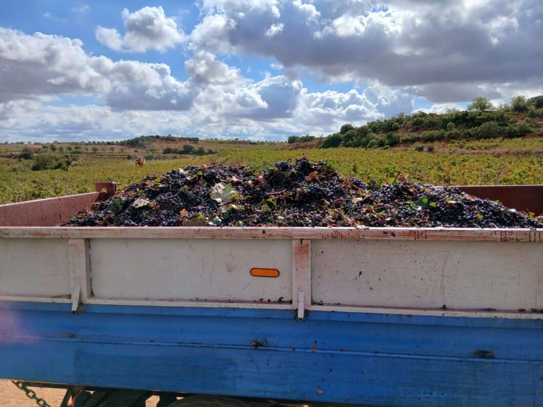 Foto archivo uvas 2025