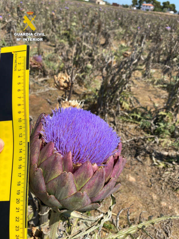 La Guardia Civil destapa en Vinaròs una plantación ilegal de la alcachofa ‘Green Queen’