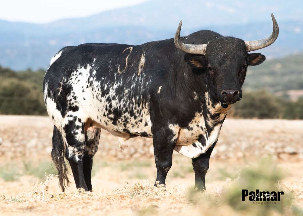 bou del poble mare de deu del roser almassora