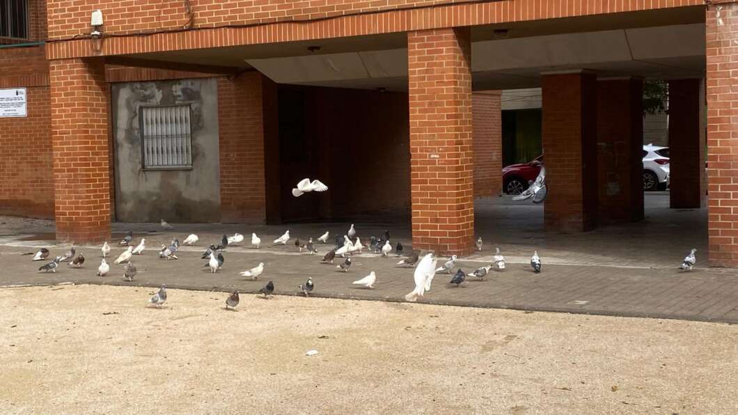 Burriana reforça la salubritat urbana amb el control de coloms