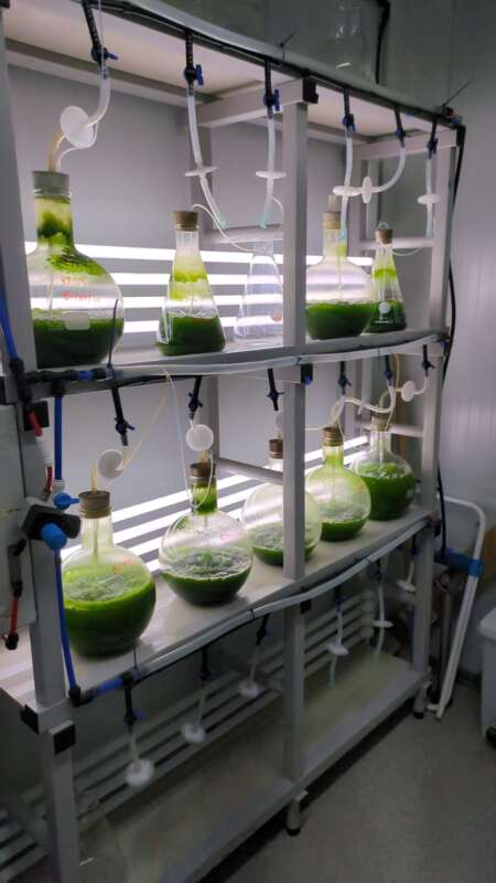Ivace+i impulsa un proyecto para crear edulcorantes naturales a partir de microalgas