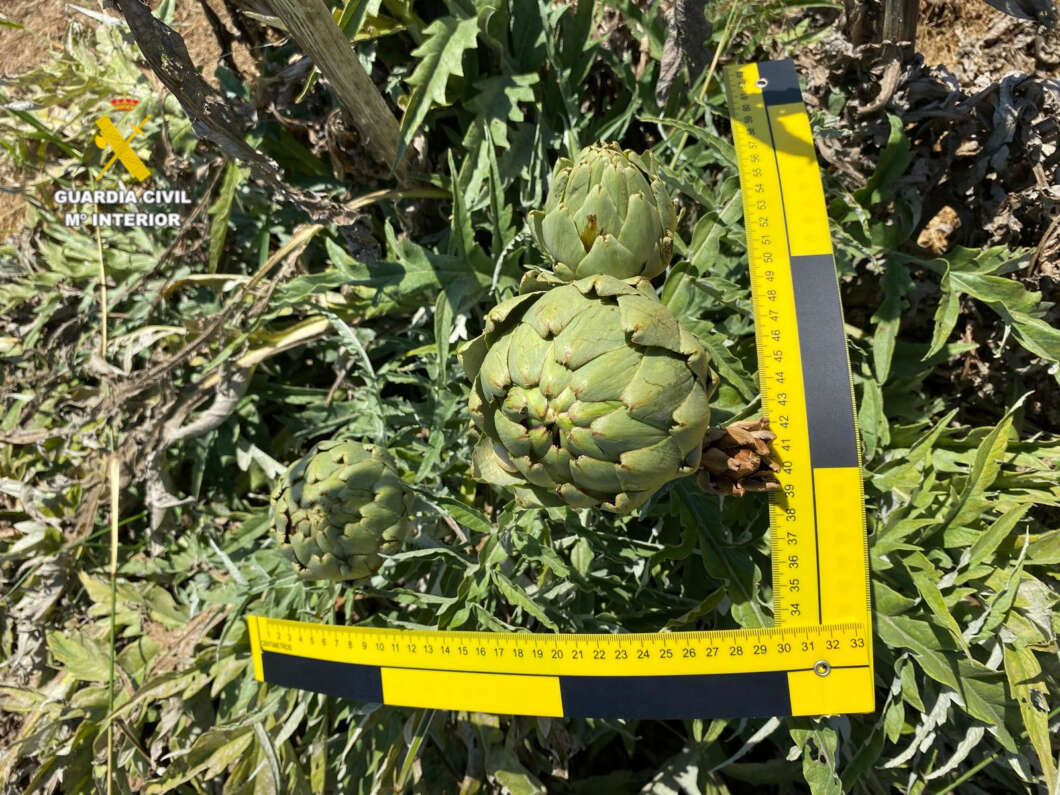 La Guardia Civil destapa en Vinaròs una plantación ilegal de la alcachofa ‘Green Queen’