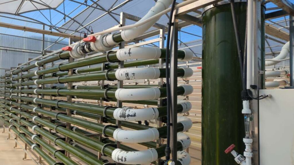 Ivace+i impulsa un proyecto para crear edulcorantes naturales a partir de microalgas