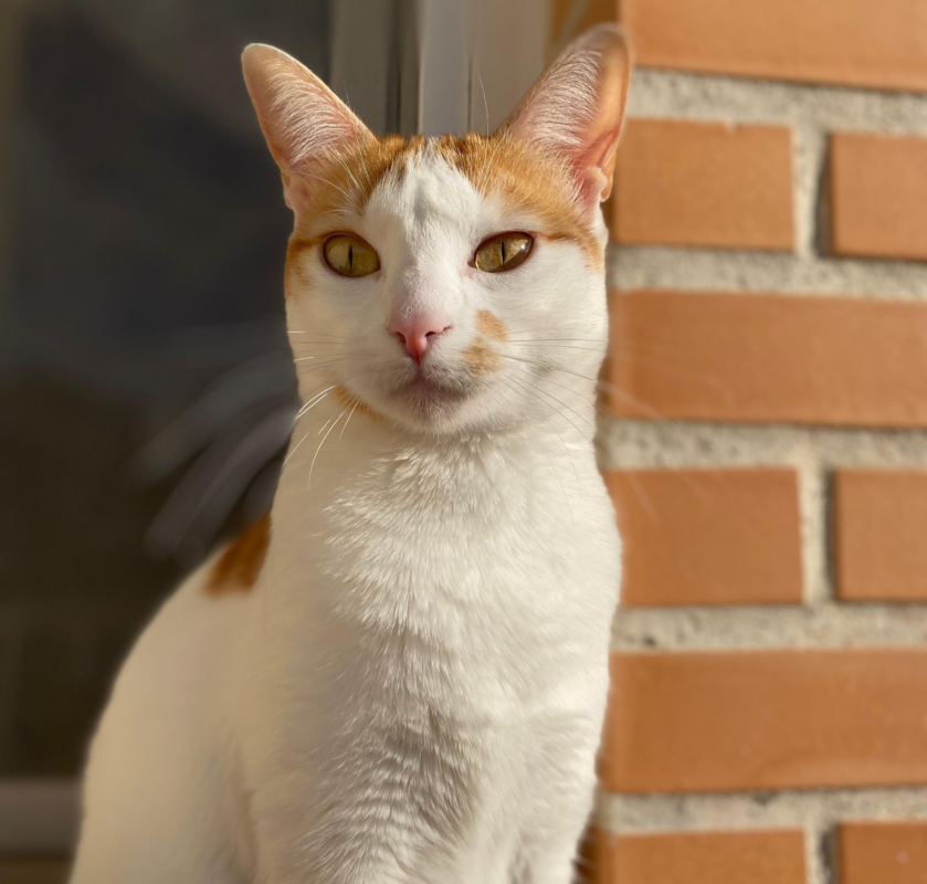 La Generalitat destina 1,15 millones de euros a entidades de protección animal y conservación ambiental