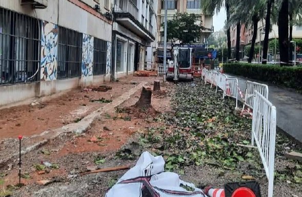 compromis critica carrasco tala arbres