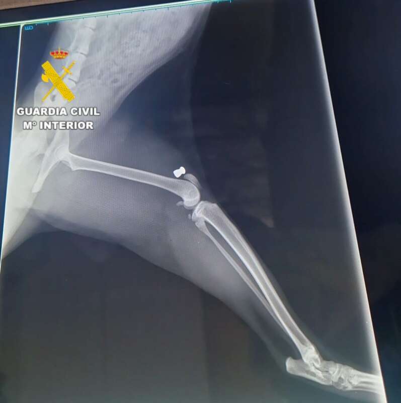 Investigan a un vecino de Geldo por matar y herir a varios gatos con una carabina de aire comprimido