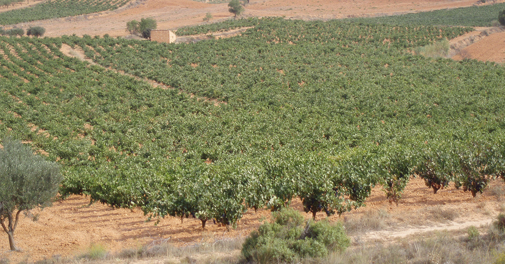 olivo y viñedo ava-asaja