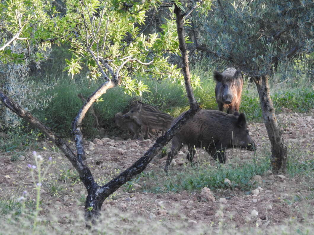jabali ayudas sobrepoblacion