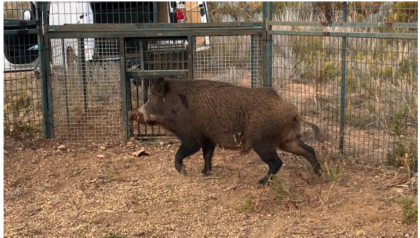 jabalíe alcala captura 2025
