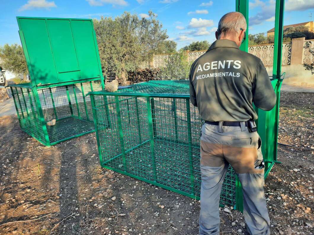 jaulas, trampa, jabalies, vinaros