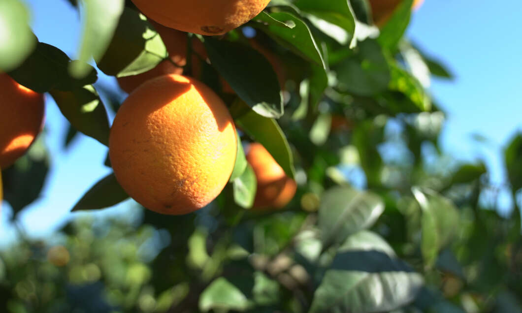 naranja nacional campo mercadona