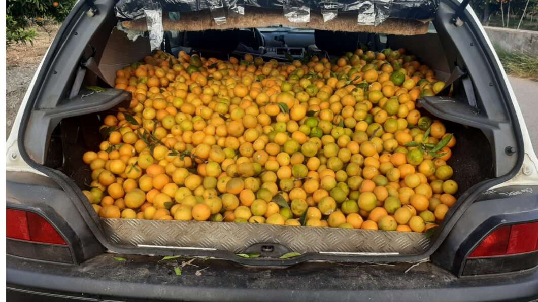 robatori mandarines burriana 2