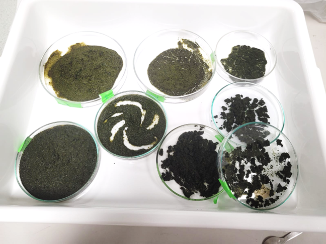 biored ivace generalitat valenciana 2025