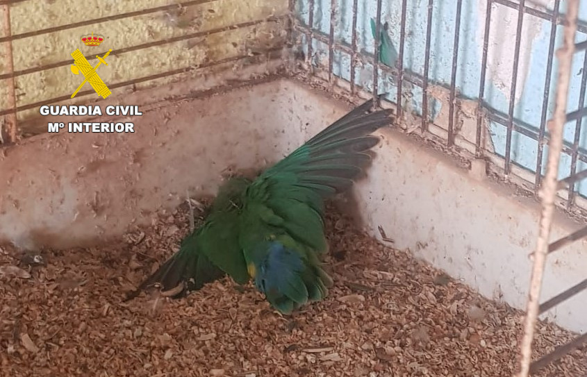 Aves muertas en Burriana investigación del Seprona