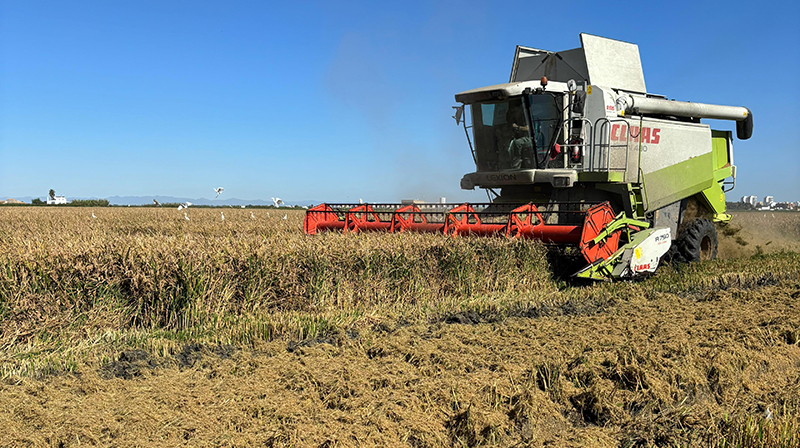 AVA-ASAJA alerta de que la UE avala una cláusula del arroz sin efecto real
