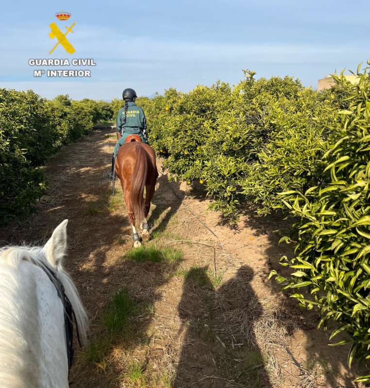 El equipo ROCA de la Guardia Civil vigila campos de naranjas en Burriana