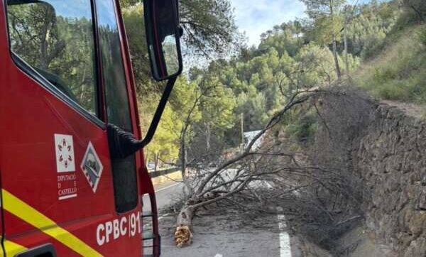 Bomberos trabajan por árboles caídos por borrasca Ingrid