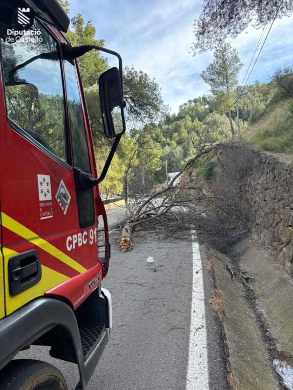 Bomberos trabajan por árboles caídos por borrasca Ingrid