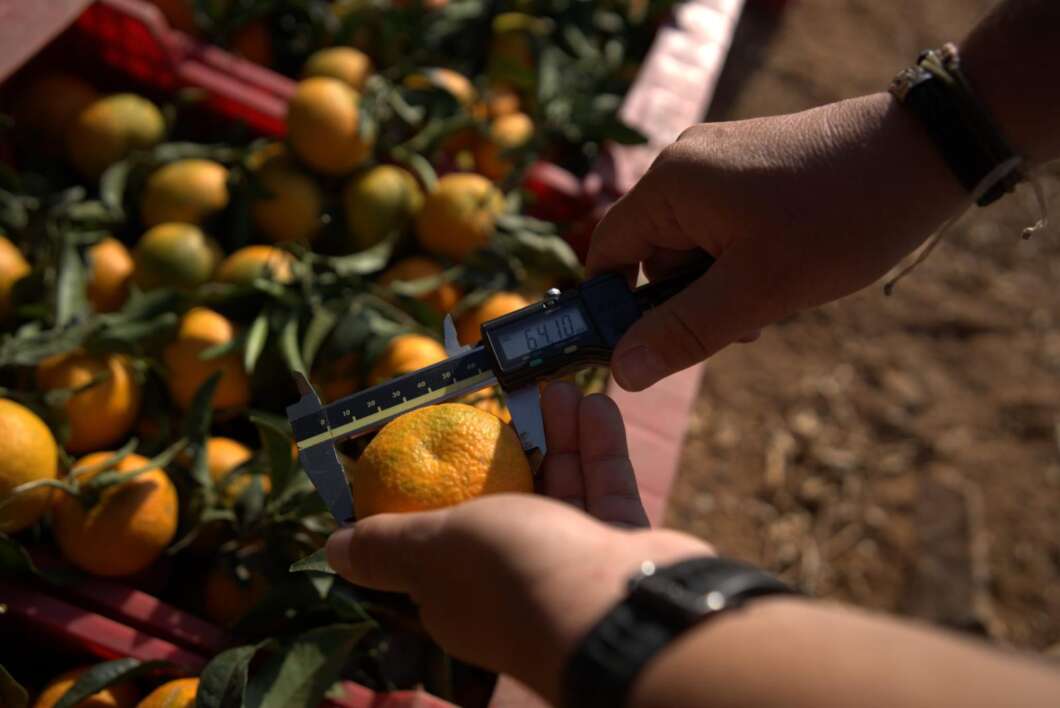 Clementina XLO de la exportadora Bagu de Burriana