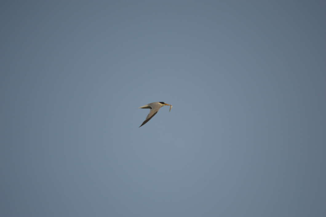 El Consorci del Millars reforça la protecció del xatrac menut amb tres plataformes flotants a les Goles