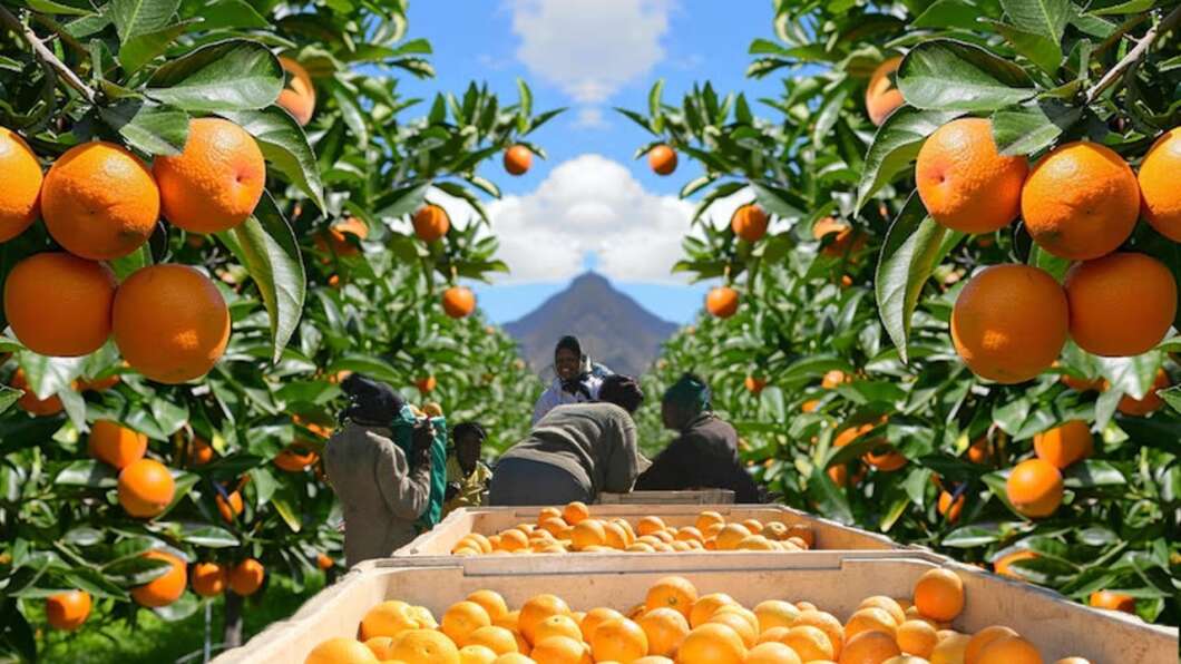Naranjas Sudáfrica recurs