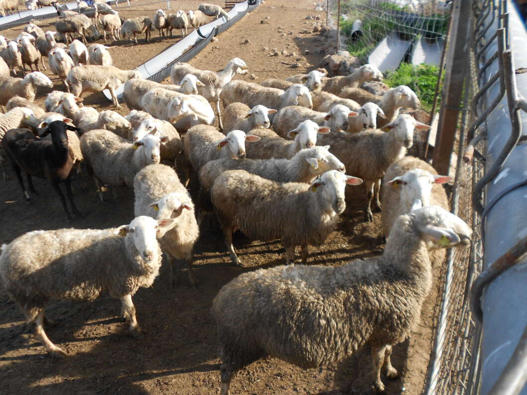 ovejas, foto recurso